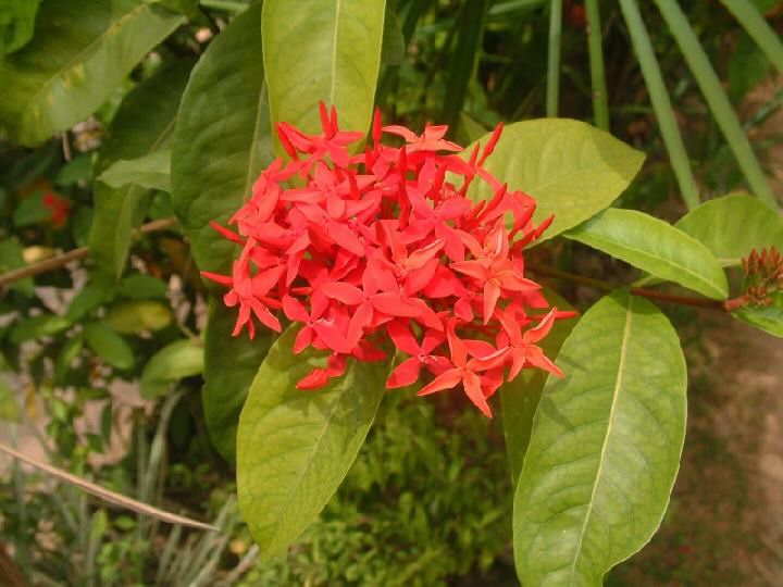 Blume in rot.jpg